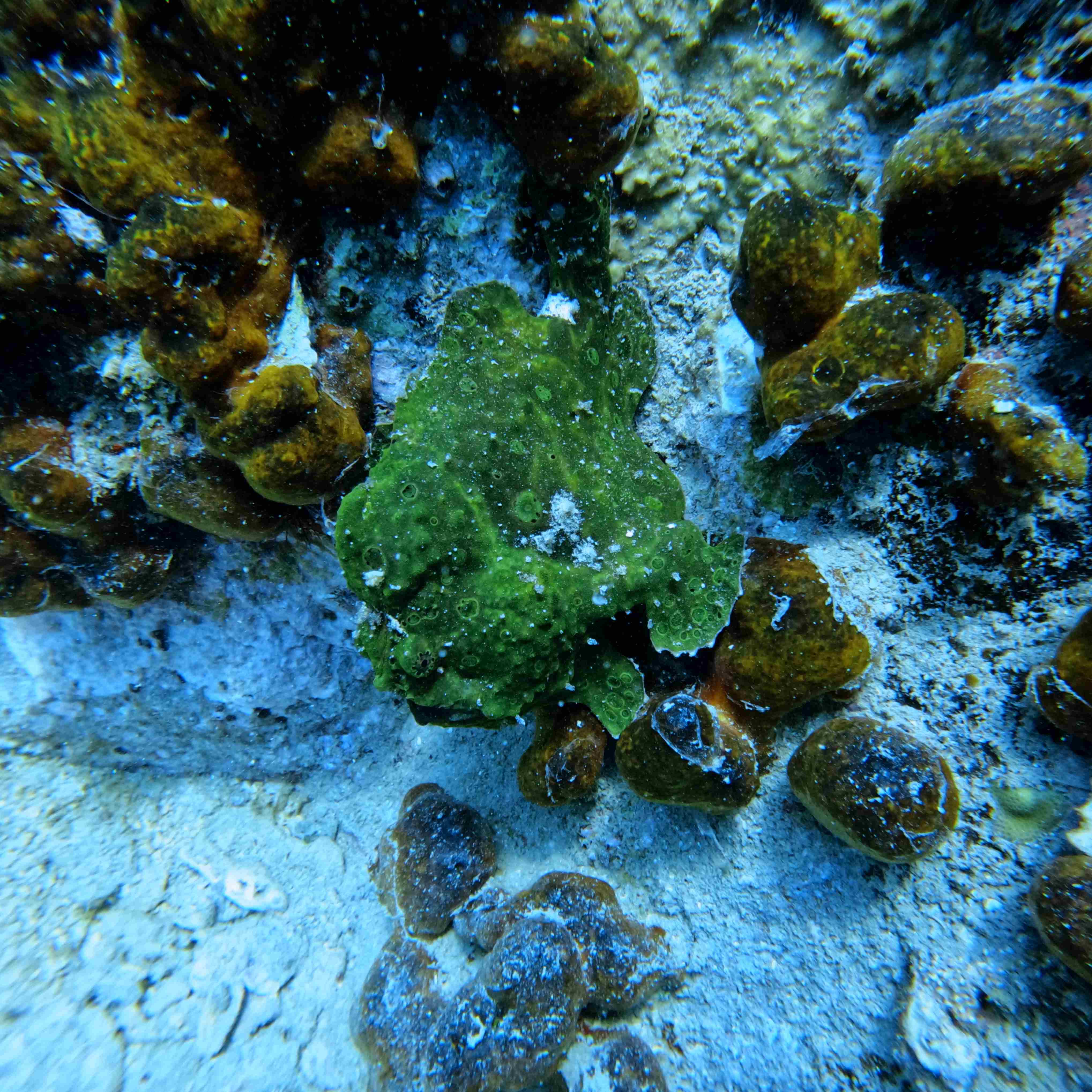 fun-diving-hon-noc-nha-trang