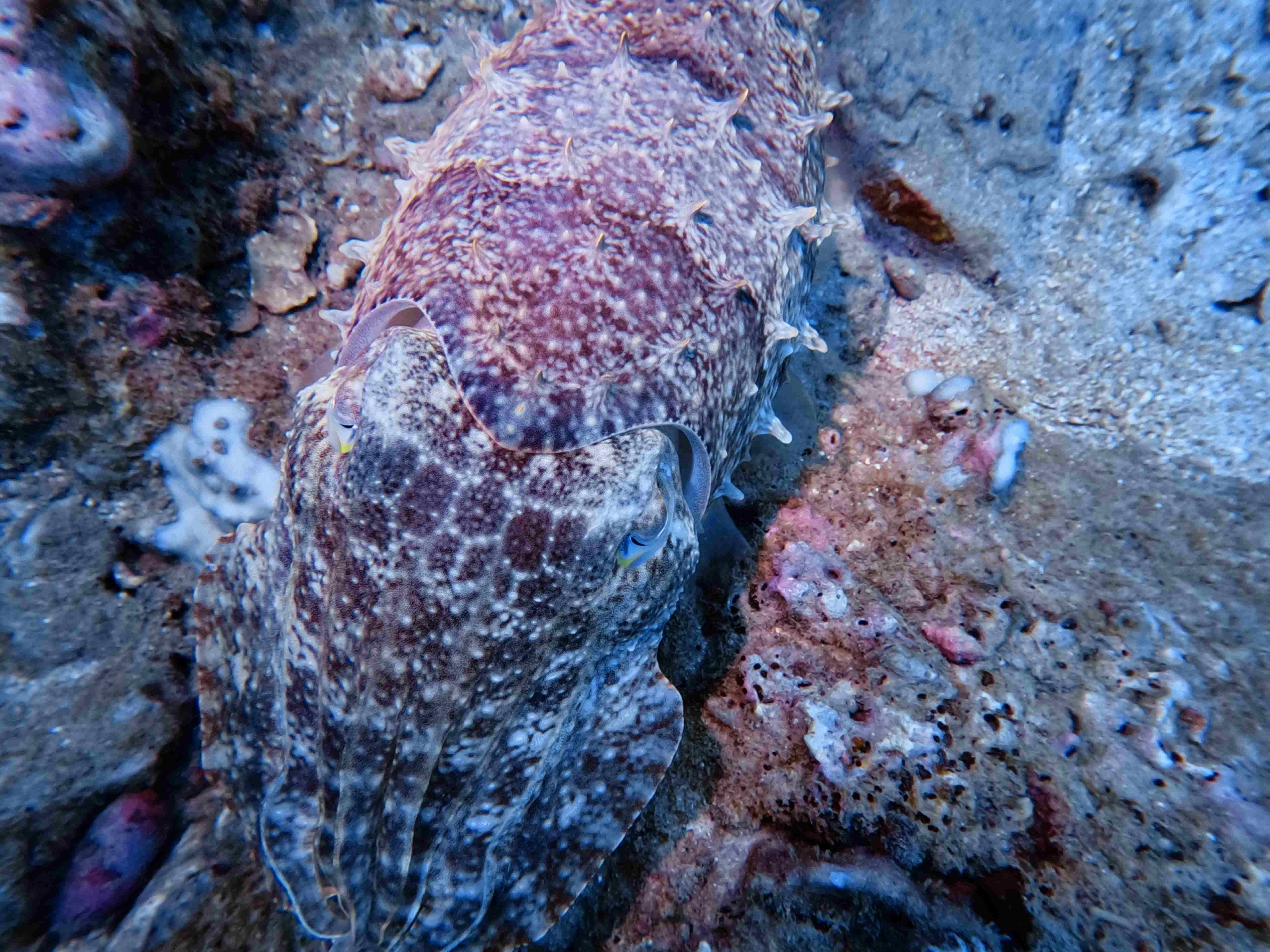 snorkeling-boi-voi-mat-kinh-va-ong-tho